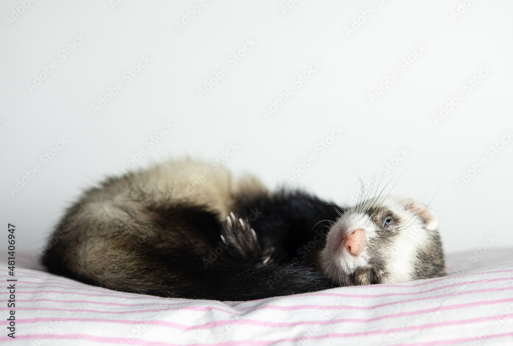 The ferret sleeps on the bed The ferret sleeps on the bed