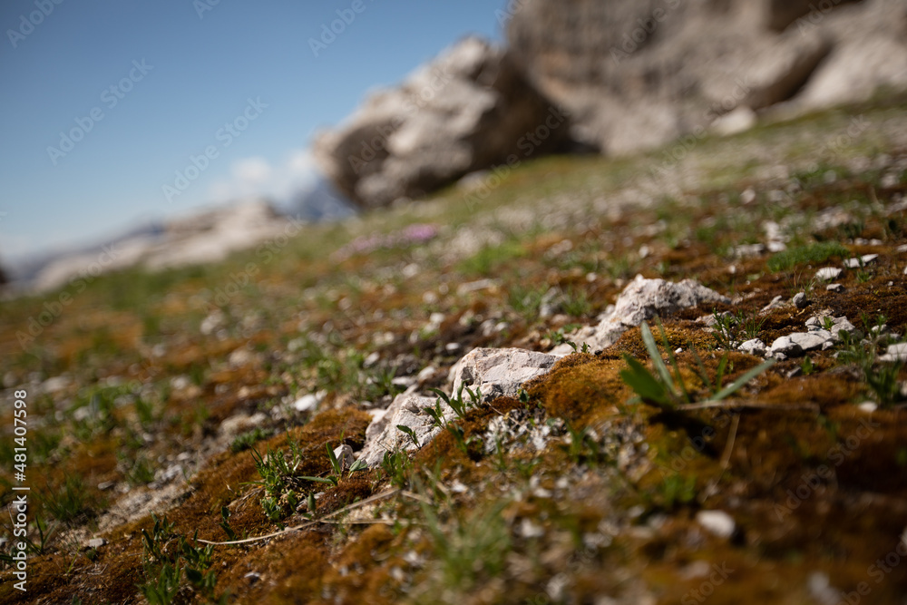 Green moss on the rock. Italien Alps - Dolomity. Green moss on the rock. Italien Alps - Dolomity.