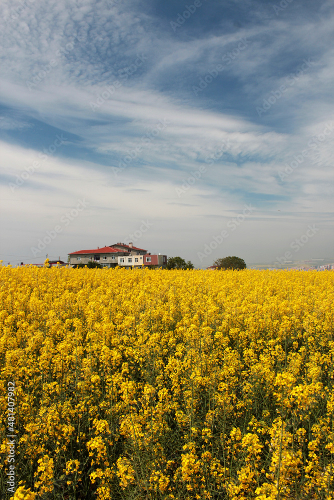 The canola field with yellow flowers and blue sky,vertical image