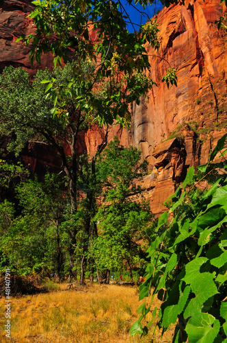 Tourists below the red sandstone cliffs and green vegetation on the approach to the Narrows of the Virgin river, Zion National Park, Utah, Southwest USA