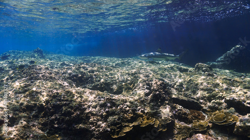 Fototapeta Naklejka Na Ścianę i Meble -  Blacktip reef shark in rays of light at a coral reef
