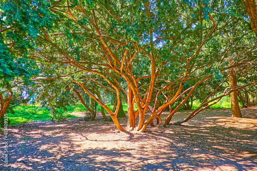 The old juniper tree, Kyiv Botanical Garden, Ukraine photo