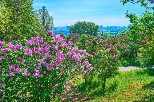 Relax among the blooming lilacs in Kyiv Botanical Garden, Ukraine photo