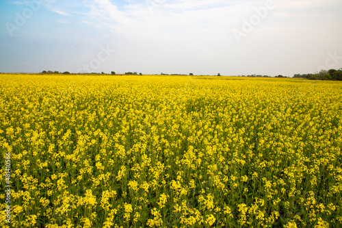  Beautiful Yellow Mustard Flowers in the field Natural Landscape view.  © Artyponds