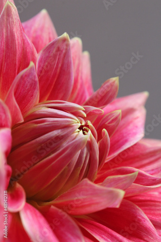 close up of pink dahlia flower © dheeraj11