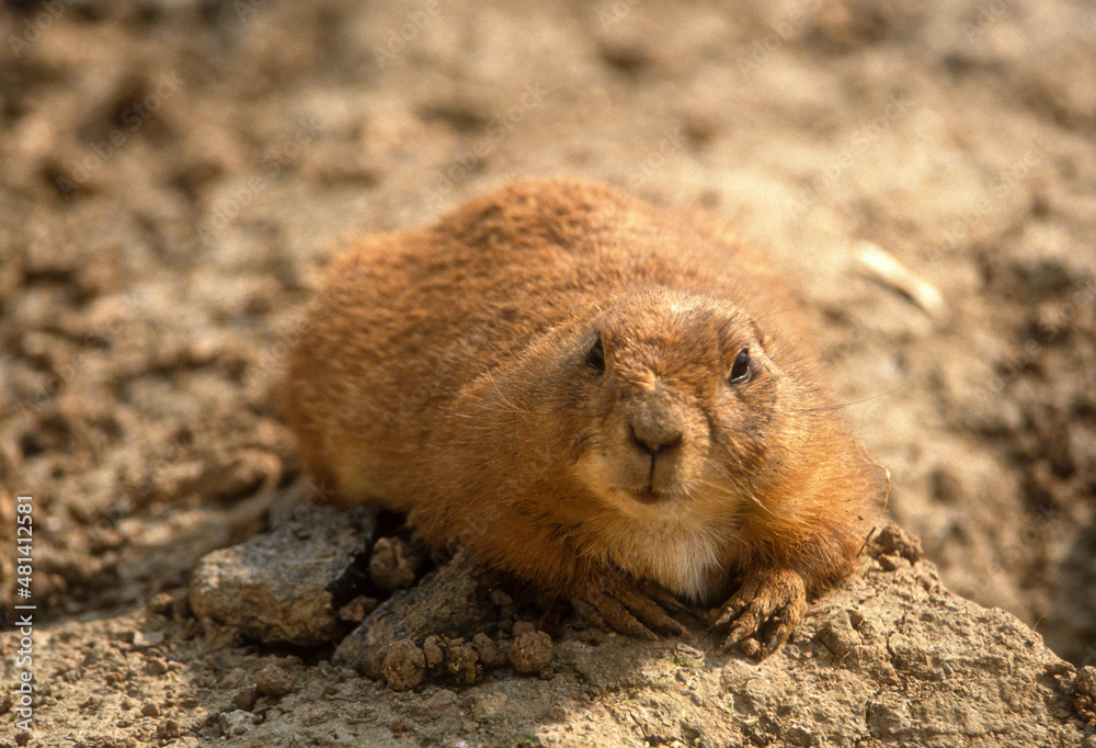 Chien de prairie, Lynomis ludovicianus Chien de prairie, Lynomis ludovicianus