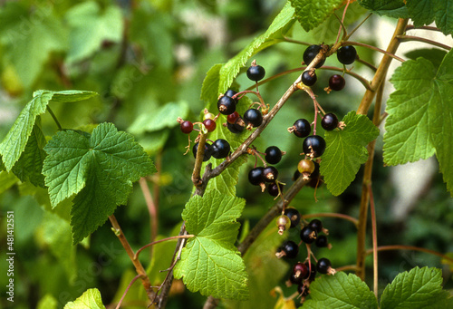 Cassis, Cassissier, Ribes nigrum, photo