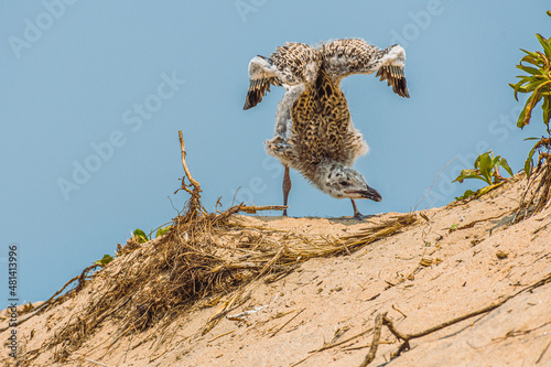 Gull handstand