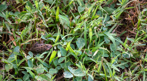 Brown frog hiding in green grass