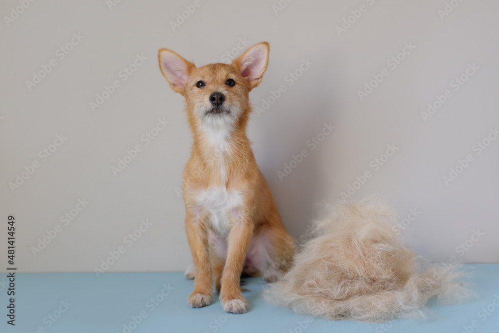 Funny portrait of terrier with fur in moulting lying down on couch. Dog in annual spring or autumn molt on blue background. Bunch of dog hair after grooming. Copy space