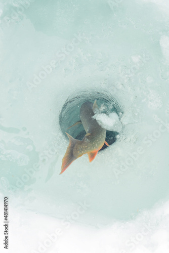 catch and release of arctic char © Robert Fjällborg 