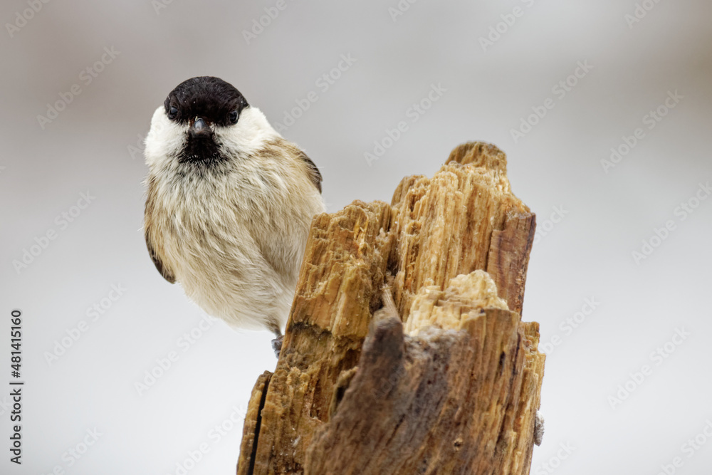 Obraz premium mésange nonnette