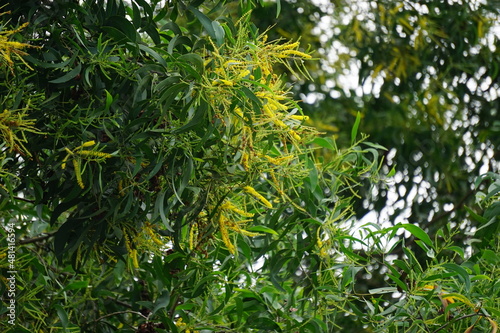 Acacia aneura flower (also called mulga, true mulga, akasia) with a natural background