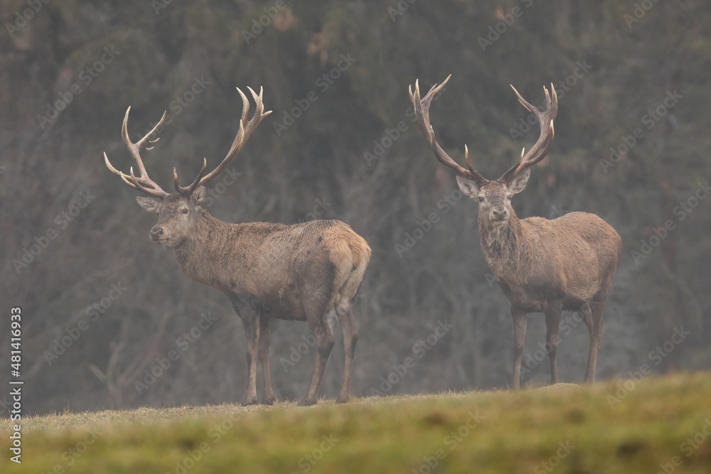 Fototapeta premium Red deer, cervus elaphus, stags emerging from a fog in autumn nature. Two male mammals standing on a horizon and looking into camera. Wild animals on a meadow with forest in background.