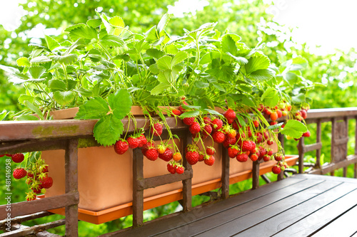 Fototapete Strawberry plants with lots of ripe red strawberries in a balcony railing planter, apartment or urban gardening concept
