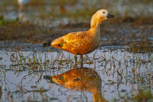 Ducks at Chilka Bird Sanctuary in Orrisa in India photo