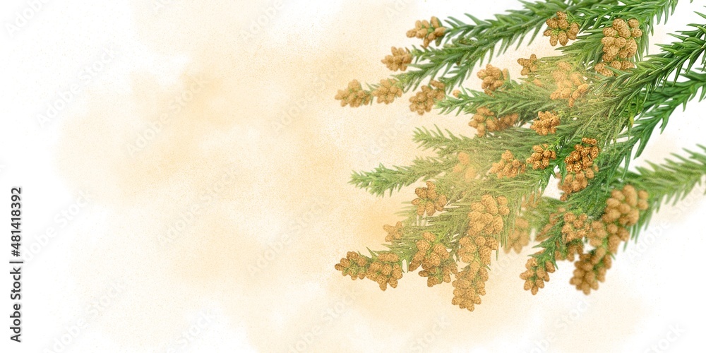 スギ 花粉 花粉症 イラスト リアル Muurcirkel