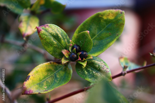 black bud plant and leaves