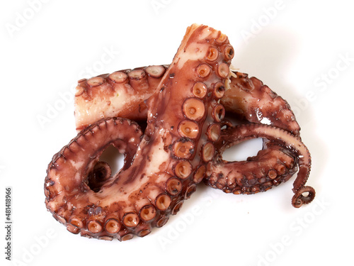 Boiled Octopus Tentacles isolated on white Background