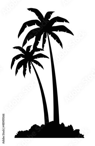 exotics palms trees