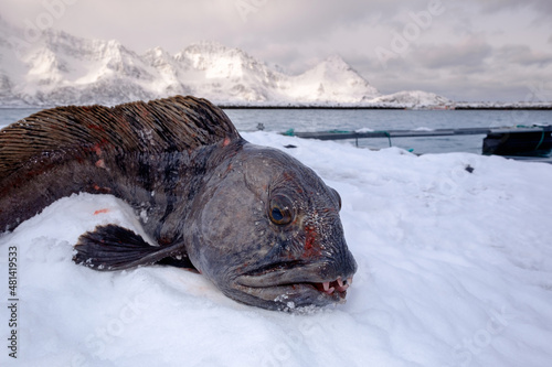 wolffish photo