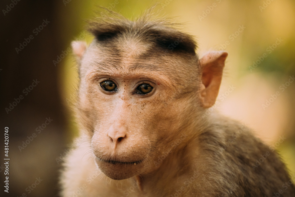 Goa, India. Bonnet Macaque - Macaca Radiata Or Zati. Monkey Close Up Portrait Goa, India. Bonnet Macaque - Macaca Radiata Or Zati. Monkey Close Up Portrait