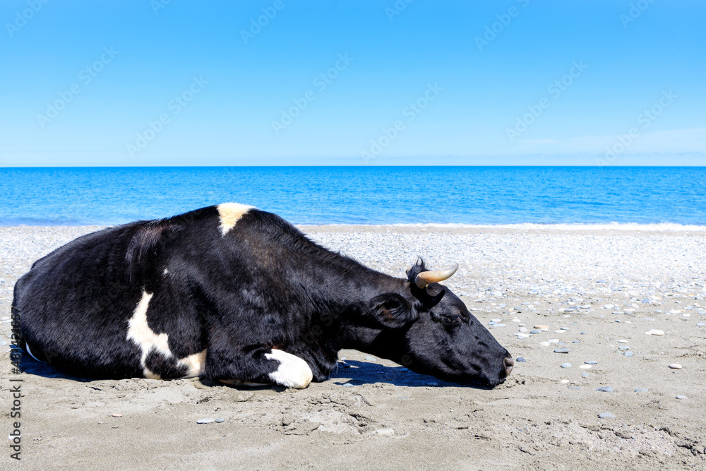 the cow put her head down on the sand on the sea beach the cow put her head down on the sand on the sea beach