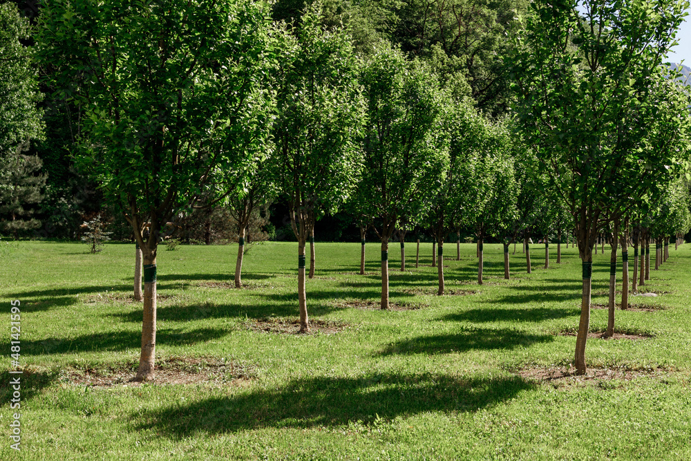 rows of trees in the garden, young well-groomed trees and green grass