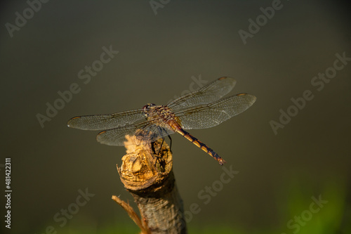 Uma libélula empoleirada em um graveto com o fundo desfocado. photo