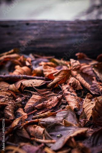old leaves on the ground