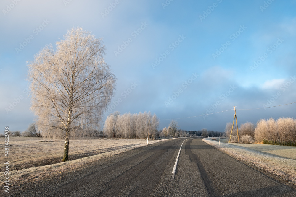 Fototapeta premium empty road on a cloudy day in winter with tree