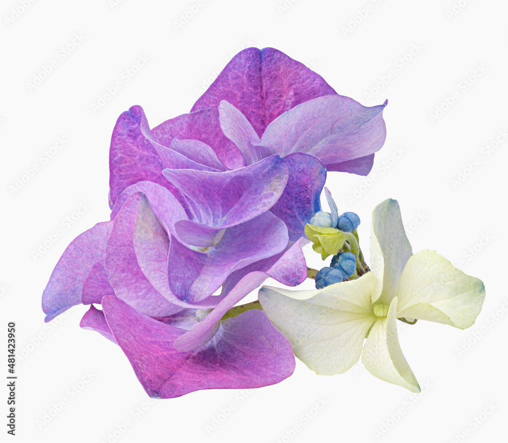 Naklejka premium Hydrangea flower isolated on white background