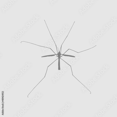 mosquito insect