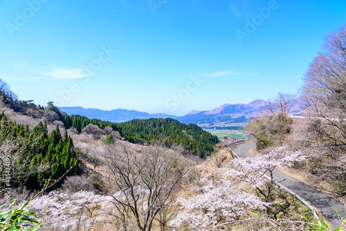 千本桜と街並み風景・山並み風景
Senbonzakura and cityscape / mountain scenery
高森峠千本桜(観光スポット)
Takamori Pass Senbonzakura (sightseeing spot)
日本2021年(春)撮影
Taken in 2021 (Spring), Japan
(九州・阿蘇郡高森町)
(Takamori Town, Aso) photo