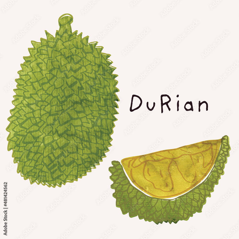 Durian illustration tropical fruit vector set with watercolor texture ...