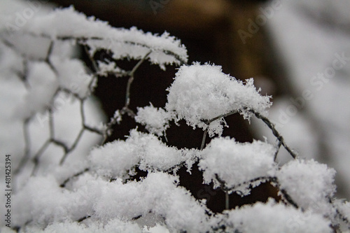 snow covered chicken wire fence