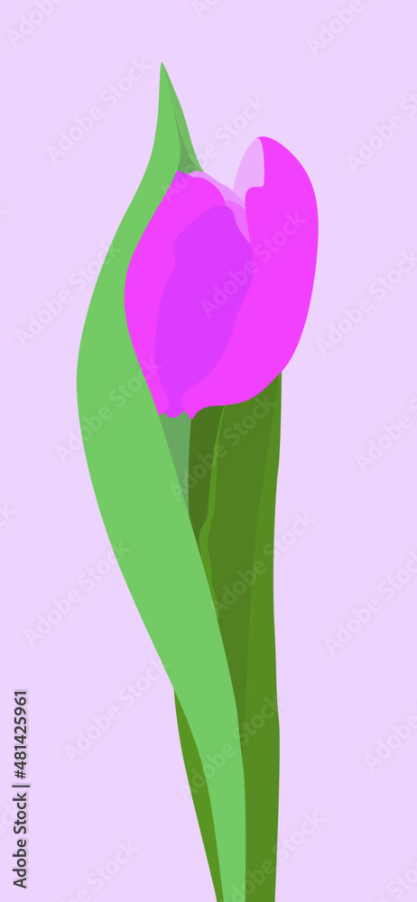 Vector flat image of a pink tulip with green leaves. Light image in soothing colors. Design for cards, posters, backgrounds, templates, textiles, invitations. Vector flat image of a pink tulip with green leaves. Light image in soothing colors. Design for cards, posters, backgrounds, templates, textiles, invitations.