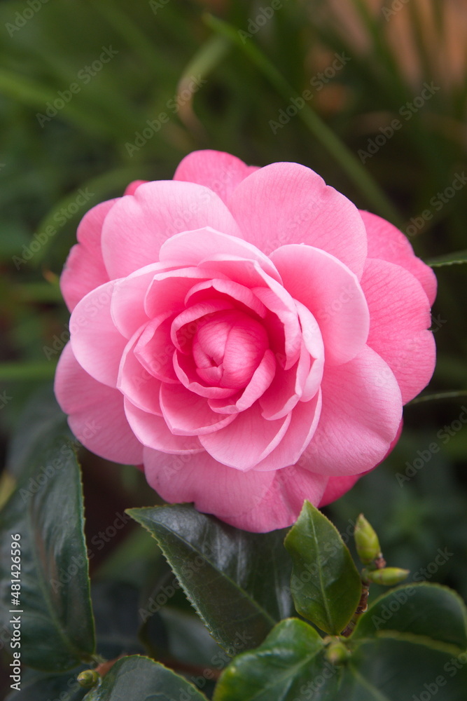 Blossom of pink camelia japonica, common camellia, Japanese camellia, or tsubaki Blossom of pink camelia japonica, common camellia, Japanese camellia, or tsubaki