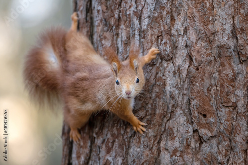 A squirrel climbs trees in the park in search of food.
