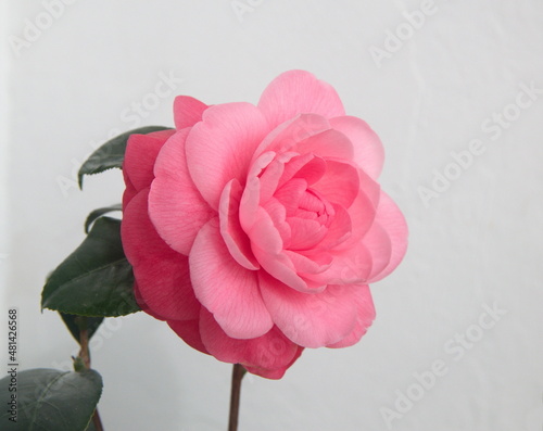 Valokuvatapetti Blossom of pink camelia japonica, common camellia, Japanese camellia, or tsubaki