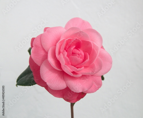 Fotografering Blossom of pink camelia japonica, common camellia, Japanese camellia, or tsubaki