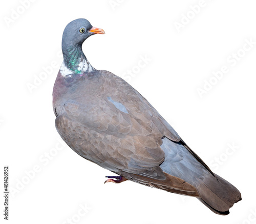 portrait of a beautiful pigeon © AVD