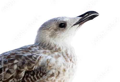 portrait of sea gull