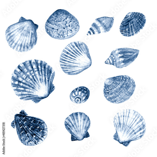 Seashell set watercolor illustration. Watercolor hand drawn sea shells isolated on white background