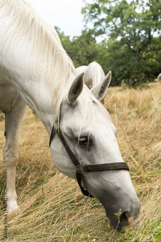  Famous Lippizaner or Lipizzan White Horses in Lipica  Stud Farm in Slovenia