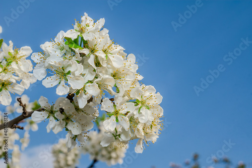 Plum (Prunus domestica) in orchard © Nick Taurus