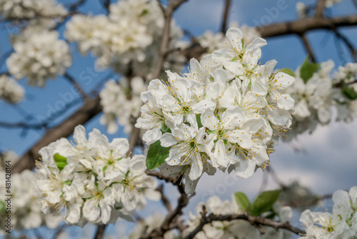 Plum  Prunus domestica  in orchard