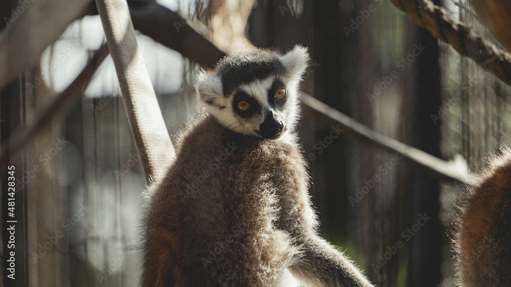 Obraz premium Lemur posando