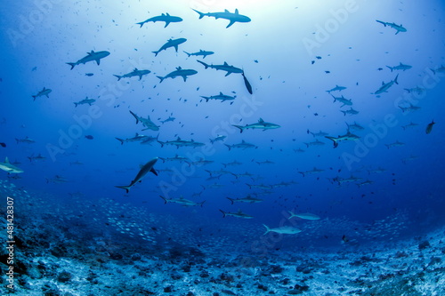 Grey Reef Sharks on Fakarava Atoll French Polynesia photo