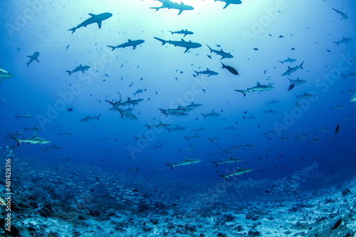 Grey Reef Sharks on Fakarava Atoll French Polynesia